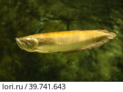 Platinum arowana (Osteoglossum bicirrhosum) most expensive fish in the world. Fish in the aquarium. Fish underwater. Стоковое фото, фотограф Ирина Вершинская / Фотобанк Лори