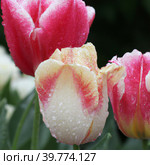 tulip Tulipa, bulbous herbs in the lily family Liliaceae. Tulips, garden flowers, cultivars and varieties have been developed. Terry white, pink flowers with yellow veins. Uneven edges of the petals. Стоковое фото, фотограф Юлия Петровская / Фотобанк Лори