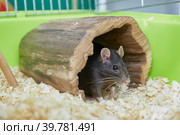 Black rat Rattus rattus in a cute wooden house in a cage. domestic rat and pets. Стоковое фото, фотограф Кутина Татьяна / Фотобанк Лори