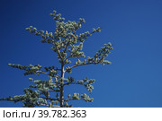 Cedrus atlantica tree on the background of blue sky. Стоковое фото, фотограф Виктория Кольцова / Фотобанк Лори