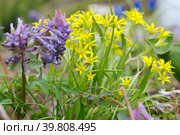 Гусиный лук желтый, или Гагея желтая (лат. Gagea lutea) и хохлатка Галлера, или хохлатка плотная (лат. Corydalis halleri, Corydalis solida ) цветут весной. Стоковое фото, фотограф Елена Коромыслова / Фотобанк Лори