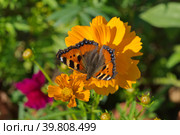 Бабочка крапивница (лат. Aglais urticae) на цветке космеи серно-желтой (лат. Cosmos sulphureus) Стоковое фото, фотограф Елена Коромыслова / Фотобанк Лори