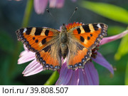 Бабочка крапивница (лат. Aglais urticae) на цветке эхинацеи пурпурной (лат. Echinacea purpurea) крупным планом. Стоковое фото, фотограф Елена Коромыслова / Фотобанк Лори