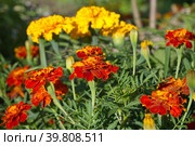 Бархатцы (лат. Tagetes) на клумбе крупным планом. Стоковое фото, фотограф Елена Коромыслова / Фотобанк Лори
