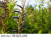 Lupine, wolf bean, Lupinus - a genus of plants from the legume family Fabaceae. Dry seeds in a bean. Reproduction by seeds. Lupins in the garden or meadow. Breeding and care of lupins. Bluebonnet. Стоковое фото, фотограф Юлия Петровская / Фотобанк Лори