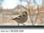 Птица дубонос (лат. Coccothraustes coccothraustes) на кормушке за окном загородного дома. Стоковое фото, фотограф Владимир Литвинов / Фотобанк Лори