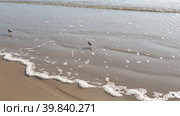 Небольшие птицы Песчанки (Calidris alba) на берегу на берегу Атлантического океана. Сетубал, Португалия (2023 год). Стоковое фото, фотограф lana1501 / Фотобанк Лори