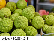 Maclura pomifera orange Apple-bearing or dye mulberry or false orange. Стоковое фото, фотограф Кутина Татьяна / Фотобанк Лори