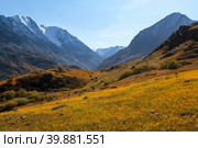 Amazing Altai autumn nature view of landscape on sunlight. Natural scenery of mountain slopes, snow mountain peaks, yellow grass, valley. Russia fall tourism, ecology concept, Altai republic, Siberia. Стоковое фото, фотограф Евгений / Фотобанк Лори