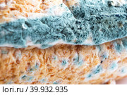 Blue mildew fungus on white bread close-up. Spoiled food, unhealthy food. White background. Стоковое фото, фотограф Ольга Симонова / Фотобанк Лори