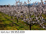 Beautiful blooming apricot trees in spring garden. Стоковое фото, фотограф Яков Филимонов / Фотобанк Лори