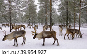 Западная Сибирь, стадо северных оленей в загоне. Western Siberia, a herd of reindeer in the corral. Стоковое фото, фотограф Евгений Романов / Фотобанк Лори