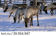 Западная Сибирь, стадо северных оленей в загоне. Western Siberia, a herd of reindeer in the corral. Стоковое фото, фотограф Евгений Романов / Фотобанк Лори