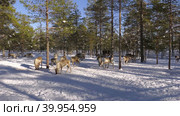Западная Сибирь, стадо северных оленей в загоне. Western Siberia, a herd of reindeer in the corral. Стоковое видео, видеограф Евгений Романов / Фотобанк Лори