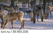 Западная Сибирь, стадо северных оленей в загоне. Western Siberia, a herd of reindeer in the corral. Стоковое видео, видеограф Евгений Романов / Фотобанк Лори
