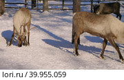 Западная Сибирь, стадо северных оленей в загоне. Western Siberia, a herd of reindeer in the corral. Стоковое видео, видеограф Евгений Романов / Фотобанк Лори