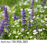 Meadow background. Ajuga reptans and stellaria flowers on a natural green background. Summer wildflowers. Стоковое фото, фотограф Марина Багрова / Фотобанк Лори