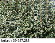 Elaeagnus commutata background. Silverberry, rabbitberry garden tree. Silver leaves texture. Стоковое фото, фотограф Марина Багрова / Фотобанк Лори