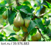 Image of ripe juicy pears hanging on a tree branch. Стоковое фото, фотограф Яков Филимонов / Фотобанк Лори