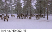 Западная Сибирь, оленевод ханты кормит северных оленей в загоне. Western Siberia, reindeer herder of the Khanty people feeds reindeer in a pen. Стоковое видео, видеограф Евгений Романов / Фотобанк Лори