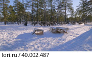 Западная Сибирь, оленевод-ханты кормит северных оленей в загоне. Western Siberia, reindeer herder Khanty feeds reindeer in a pen. Стоковое видео, видеограф Евгений Романов / Фотобанк Лори