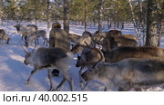 Западная Сибирь, оленевод-ханты кормит северных оленей в загоне. Western Siberia, reindeer herder Khanty feeds reindeer in a pen. Стоковое видео, видеограф Евгений Романов / Фотобанк Лори