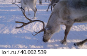 Западная Сибирь, оленевод-ханты кормит северных оленей в загоне. Western Siberia, reindeer herder Khanty feeds reindeer in a pen. Стоковое видео, видеограф Евгений Романов / Фотобанк Лори