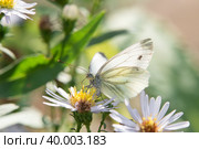 Бабочка Капустница или белянка капустная (Pieris brassicae) на садовом цветке. Стоковое фото, фотограф Pukhov K / Фотобанк Лори