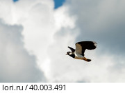 Северный чибис (Vanellus vanellus) в полете на фоне неба. Стоковое фото, фотограф Pukhov K / Фотобанк Лори
