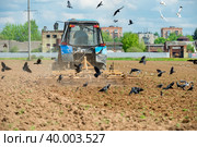 Трактор вспахивает поле, и птицы слетелись на пашню (2019 год). Редакционное фото, фотограф Pukhov K / Фотобанк Лори
