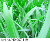 Green leaves background. leaves daylily flower wallpaper. Стоковое фото, фотограф Ирина Самойлова / Фотобанк Лори