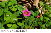 Кислица пурпурная (лат. Oxalis purpurea). Куррал-даш-Фрейраш, Мадейра, Португалия (2023 год). Стоковое фото, фотограф lana1501 / Фотобанк Лори