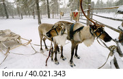 Западная Сибирь, северные олени в упряжке. Western Siberia, reindeer in harness. Стоковое фото, фотограф Евгений Романов / Фотобанк Лори