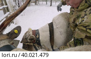 Западная Сибирь, оленевод ханты запрягает северных оленей в нарты. Western Siberia, reindeer herder of the Khanty people harnesses reindeer in sledge. Стоковое видео, видеограф Евгений Романов / Фотобанк Лори