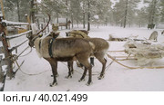 Западная Сибирь, оленевод ханты запрягает северных оленей в нарты. Western Siberia, reindeer herder of the Khanty people harnesses reindeer in sledge. Стоковое видео, видеограф Евгений Романов / Фотобанк Лори