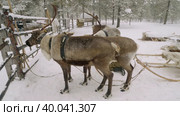 Западная Сибирь, оленевод ханты запрягает северных оленей в нарты. Western Siberia, reindeer herder of the Khanty people harnesses reindeer in sledge. Стоковое видео, видеограф Евгений Романов / Фотобанк Лори