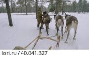 Западная Сибирь, оленевод ханты запрягает северных оленей в нарты. Western Siberia, reindeer herder of the Khanty people harnesses reindeer in sledge. Стоковое видео, видеограф Евгений Романов / Фотобанк Лори
