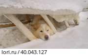 Западная Сибирь, собака под нартами в загоне для северных оленей. Western Siberia, a dog under a sled in a reindeer pen. Стоковое видео, видеограф Евгений Романов / Фотобанк Лори