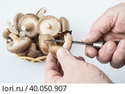 man cuts off the legs of a shiitake. organic mushrooms in a basket and on a white background with an antique cutting knife. lentinula edible, Japanese forest mushroom. Стоковое фото, фотограф Оксана Медведева / Фотобанк Лори