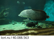 Fish under water. Arapaima fish - Pirarucu Arapaima gigas one largest freshwater fish. Fish in the aquarium behind glass. Стоковое фото, фотограф Ирина Вершинская / Фотобанк Лори