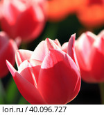 tulip Tulipa bulbous herbs in lily family Liliaceae. Tulips, garden flowers, cultivars and varieties. Flowers delicate bright reddish red color. Beautiful buds. Landscaping. Variety Darwin hybrids. Стоковое фото, фотограф Юлия Петровская / Фотобанк Лори