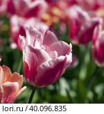 tulip Tulipa, bulbous herbs in the lily family Liliaceae. Tulips, garden flowers, cultivars and varieties have been developed. Flowers delicate pink purple. Beautiful buds. Landscaping, flowerbed. Стоковое фото, фотограф Юлия Петровская / Фотобанк Лори