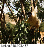 Portrait of the crowned sifaka aka Propithecus coronatus at Lemurs park, Antananarivo, Madagascar. Стоковое фото, фотограф Сергей Майоров / Фотобанк Лори