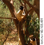 Portrait of the crowned sifaka aka Propithecus coronatus at Lemurs park, Antananarivo, Madagascar. Стоковое фото, фотограф Сергей Майоров / Фотобанк Лори