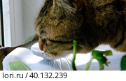 A cat drinks water from a pet fountain in close-up. Nutrition and water balance of pets, automatic drinker. Стоковое видео, видеограф Ольга Симонова / Фотобанк Лори