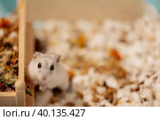 Hamster standing on hind legs next to wooden house in cage. Стоковое фото, фотограф Ира Орлова / Фотобанк Лори