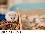 Hungry hamster eating dried flower on rooftop in cage. Стоковое фото, фотограф Ира Орлова / Фотобанк Лори