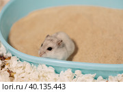 Hamster standing in sand bathtub. Стоковое фото, фотограф Ира Орлова / Фотобанк Лори