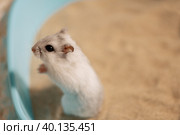 Hamster standing on hind legs on bathing sand in bathtub. Стоковое фото, фотограф Ира Орлова / Фотобанк Лори