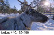 Западная Сибирь, оленеводы ханты везут северных оленей на нартах. Western Siberia, reindeer herders of the Khanty people carry reindeer on sleds. Стоковое видео, видеограф Евгений Романов / Фотобанк Лори